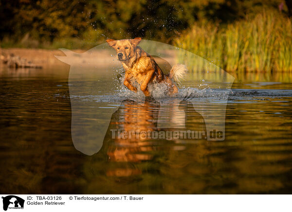 Golden Retriever / Golden Retriever / TBA-03126