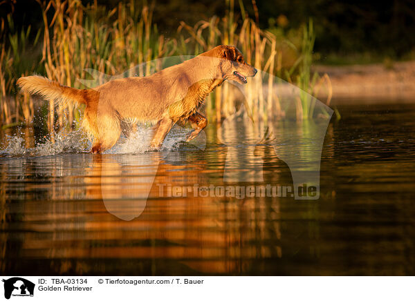 Golden Retriever / Golden Retriever / TBA-03134