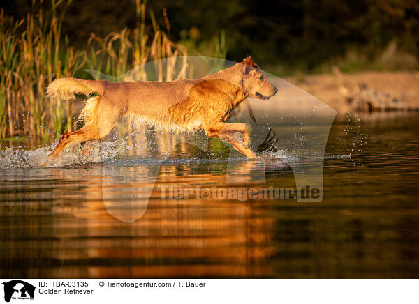 Golden Retriever / Golden Retriever / TBA-03135