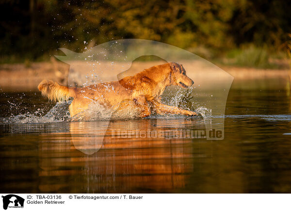 Golden Retriever / Golden Retriever / TBA-03136