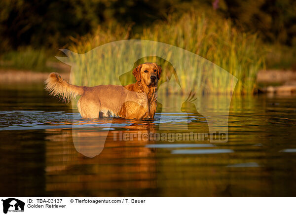 Golden Retriever / Golden Retriever / TBA-03137