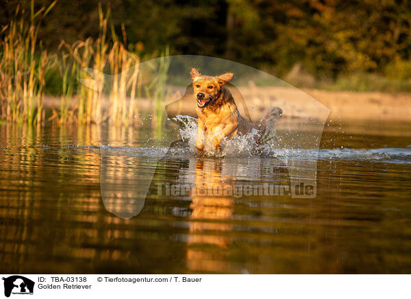 Golden Retriever / Golden Retriever / TBA-03138