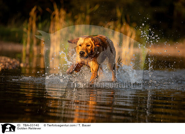 Golden Retriever / Golden Retriever / TBA-03140