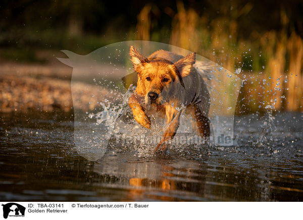 Golden Retriever / Golden Retriever / TBA-03141