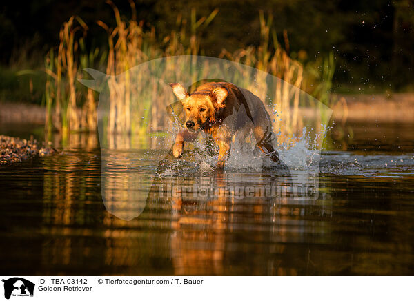 Golden Retriever / Golden Retriever / TBA-03142