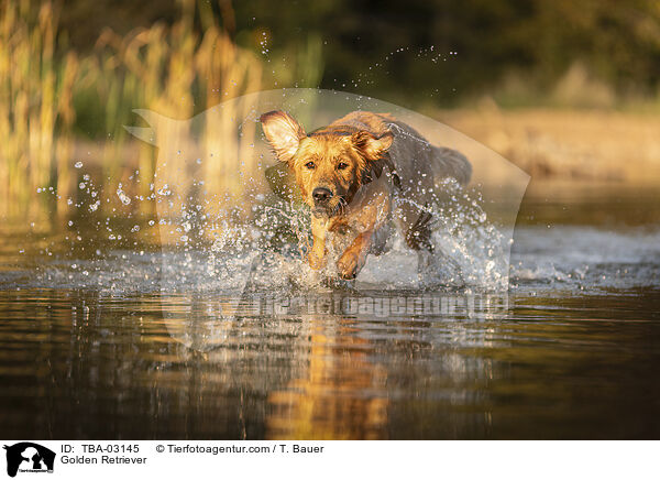 Golden Retriever / Golden Retriever / TBA-03145