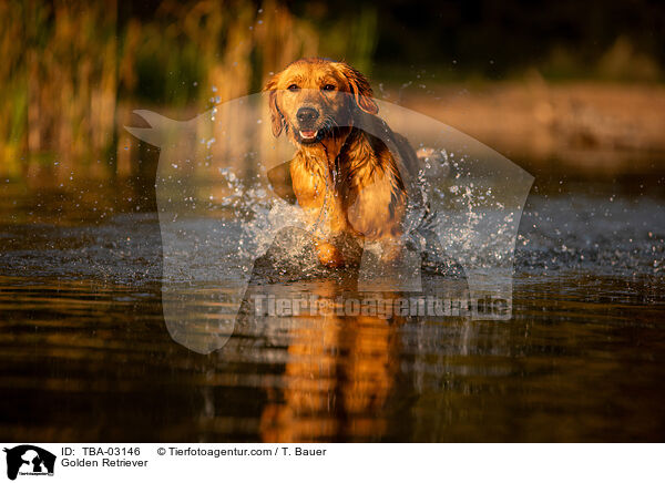 Golden Retriever / Golden Retriever / TBA-03146