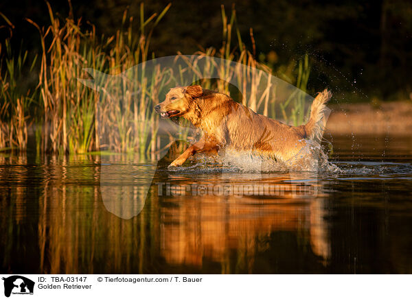 Golden Retriever / Golden Retriever / TBA-03147