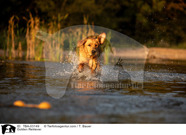 Golden Retriever / Golden Retriever / TBA-03149