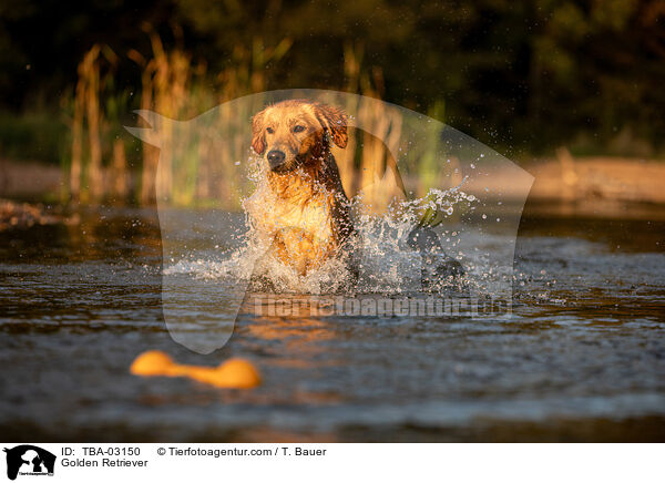 Golden Retriever / Golden Retriever / TBA-03150