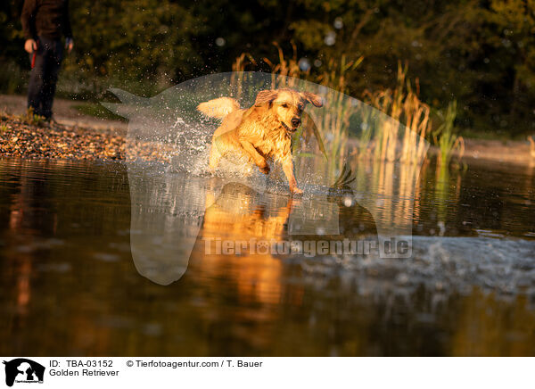 Golden Retriever / Golden Retriever / TBA-03152