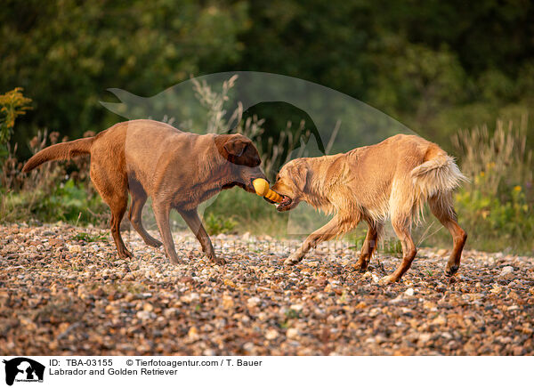 Labrador und Golden Retriever / Labrador and Golden Retriever / TBA-03155