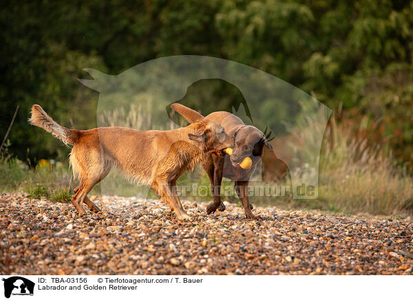 Labrador und Golden Retriever / Labrador and Golden Retriever / TBA-03156