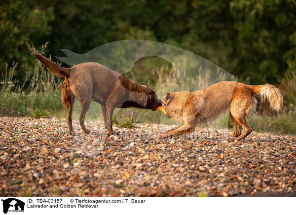 Labrador und Golden Retriever / Labrador and Golden Retriever / TBA-03157