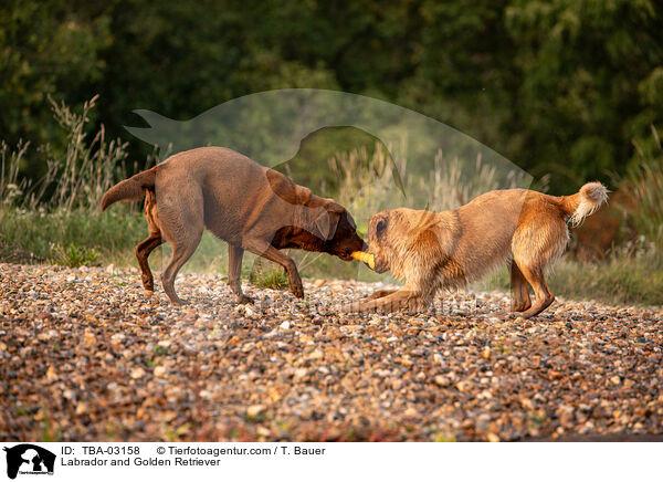 Labrador und Golden Retriever / Labrador and Golden Retriever / TBA-03158