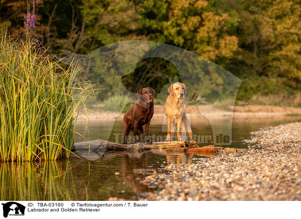 Labrador und Golden Retriever / Labrador and Golden Retriever / TBA-03160