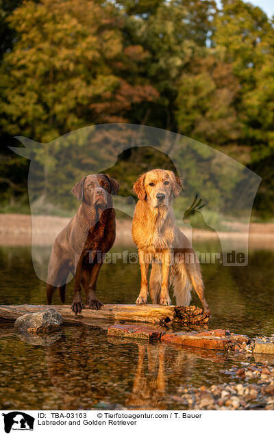 Labrador und Golden Retriever / Labrador and Golden Retriever / TBA-03163