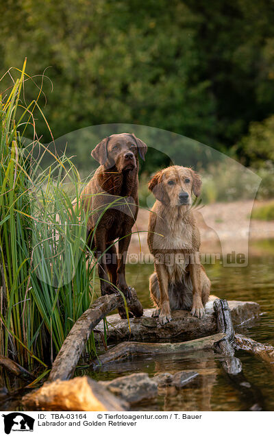 Labrador und Golden Retriever / Labrador and Golden Retriever / TBA-03164