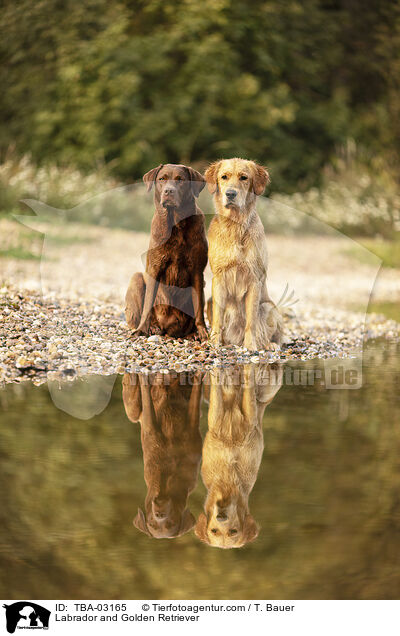 Labrador und Golden Retriever / Labrador and Golden Retriever / TBA-03165