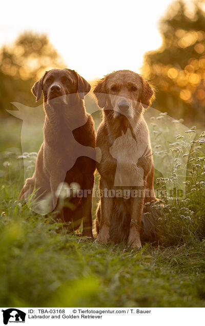 Labrador und Golden Retriever / Labrador and Golden Retriever / TBA-03168