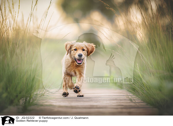 Golden Retriever Welpe / Golden Retriever puppy / JQ-02222