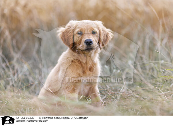 Golden Retriever Welpe / Golden Retriever puppy / JQ-02233