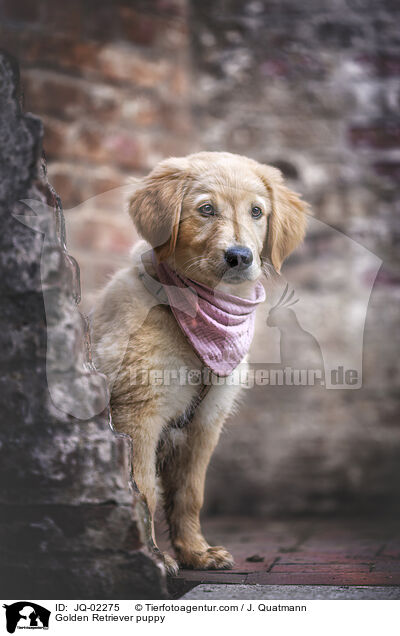 Golden Retriever Welpe / Golden Retriever puppy / JQ-02275