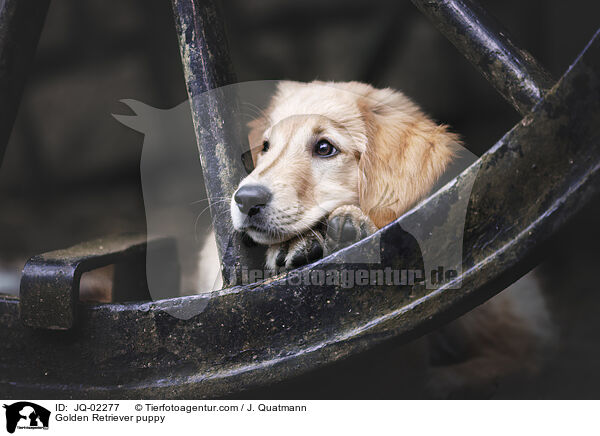 Golden Retriever Welpe / Golden Retriever puppy / JQ-02277