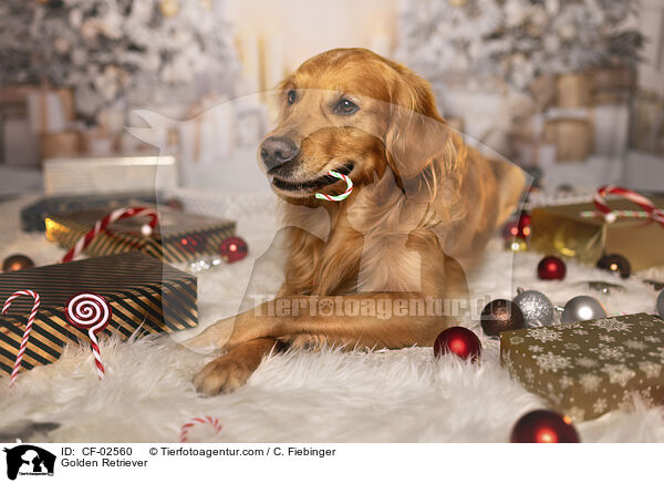 Golden Retriever / Golden Retriever / CF-02560