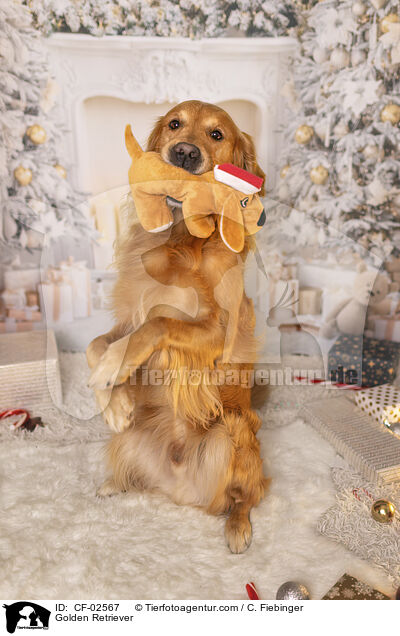 Golden Retriever / Golden Retriever / CF-02567