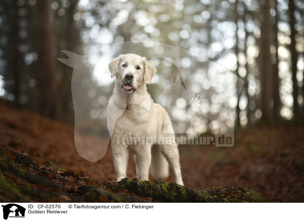 Golden Retriever / Golden Retriever / CF-02570