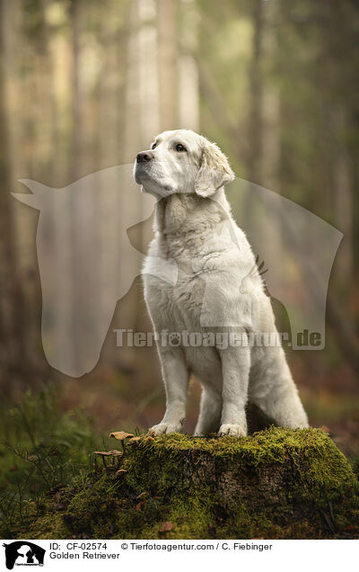 Golden Retriever / Golden Retriever / CF-02574