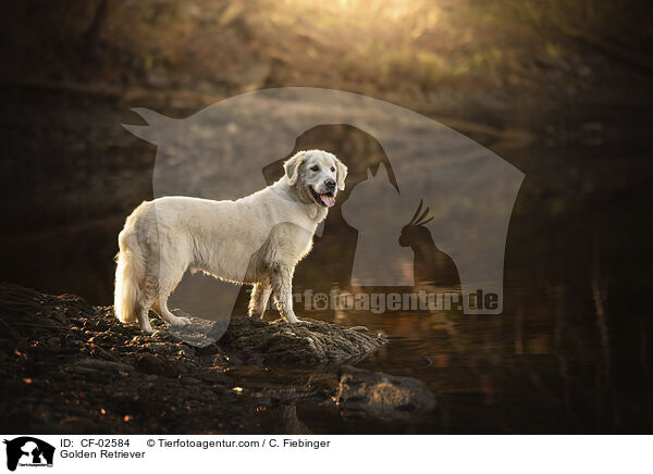 Golden Retriever / Golden Retriever / CF-02584