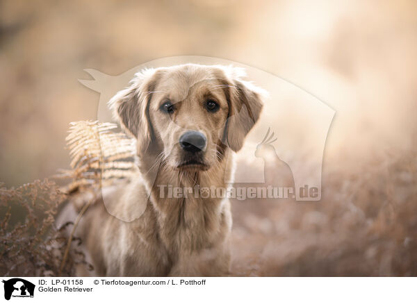 Golden Retriever / Golden Retriever / LP-01158