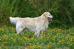 standing Golden Retriever