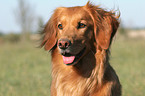 Golden Retriever Portrait