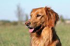 Golden Retriever Portrait