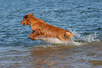 Golden Retriever in the water