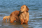 Golden Retriever in the water