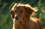 Golden Retriever Portrait in backlight