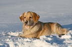 Golden Retriever in Snow