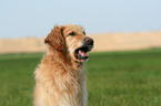 Golden Retriever Portrait