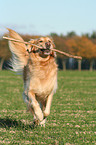 running Golden Retriever