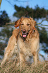 standing Golden Retriever