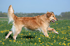 running Golden Retriever