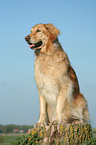 standing Golden Retriever