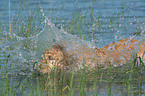 bathing Golden Retriever