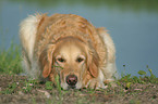 lying Golden Retriever