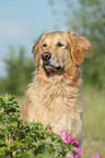 Golden Retriever Portrait