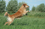 jumping Golden Retriever